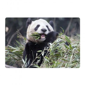 Магнитный плакат 3Х2 с принтом Панда кушает , Полимерный материал с магнитным слоем | 6 деталей размером 9*9 см | бамбук | животное | медведь