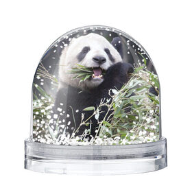 Снежный шар с принтом Панда кушает , Пластик | Изображение внутри шара печатается на глянцевой фотобумаге с двух сторон | бамбук | животное | медведь