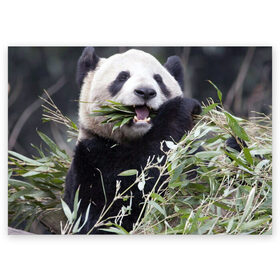Поздравительная открытка с принтом Панда кушает , 100% бумага | плотность бумаги 280 г/м2, матовая, на обратной стороне линовка и место для марки
 | бамбук | животное | медведь