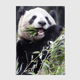 Постер с принтом Панда кушает , 100% бумага
 | бумага, плотность 150 мг. Матовая, но за счет высокого коэффициента гладкости имеет небольшой блеск и дает на свету блики, но в отличии от глянцевой бумаги не покрыта лаком | бамбук | животное | медведь