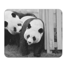 Коврик прямоугольный с принтом Панды чб фото , натуральный каучук | размер 230 х 185 мм; запечатка лицевой стороны | бамбук | животное | медведь