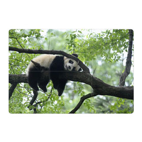 Магнитный плакат 3Х2 с принтом Панда спит на ветке , Полимерный материал с магнитным слоем | 6 деталей размером 9*9 см | Тематика изображения на принте: бамбук | животное | медведь