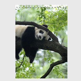 Скетчбук с принтом Панда спит на ветке , 100% бумага
 | 48 листов, плотность листов — 100 г/м2, плотность картонной обложки — 250 г/м2. Листы скреплены сверху удобной пружинной спиралью | бамбук | животное | медведь