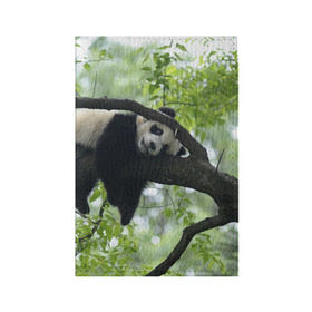 Обложка для паспорта матовая кожа с принтом Панда спит на ветке , натуральная матовая кожа | размер 19,3 х 13,7 см; прозрачные пластиковые крепления | бамбук | животное | медведь