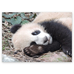 Поздравительная открытка с принтом Лапка панда , 100% бумага | плотность бумаги 280 г/м2, матовая, на обратной стороне линовка и место для марки
 | бамбук | животное | медведь