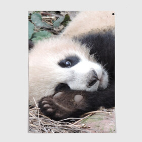 Постер с принтом Лапка панда , 100% бумага
 | бумага, плотность 150 мг. Матовая, но за счет высокого коэффициента гладкости имеет небольшой блеск и дает на свету блики, но в отличии от глянцевой бумаги не покрыта лаком | бамбук | животное | медведь