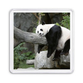 Магнит 55*55 с принтом Большая уставшая панда , Пластик | Размер: 65*65 мм; Размер печати: 55*55 мм | бамбук | животное | медведь