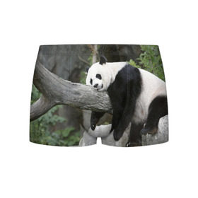 Мужские трусы 3D с принтом Большая уставшая панда , 50% хлопок, 50% полиэстер | классическая посадка, на поясе мягкая тканевая резинка | бамбук | животное | медведь