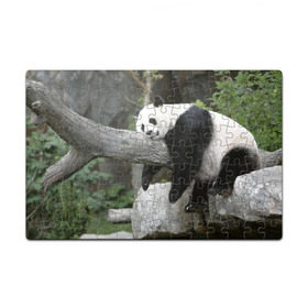 Пазл магнитный 126 элементов с принтом Большая уставшая панда , полимерный материал с магнитным слоем | 126 деталей, размер изделия —  180*270 мм | бамбук | животное | медведь