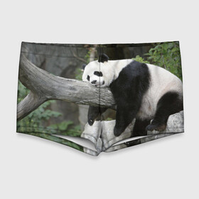 Мужские купальные плавки 3D с принтом Большая уставшая панда , Полиэстер 85%, Спандекс 15% |  | Тематика изображения на принте: бамбук | животное | медведь