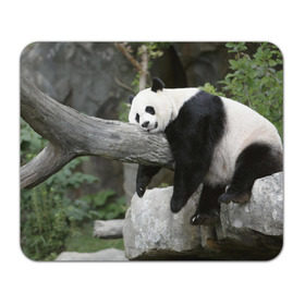 Коврик прямоугольный с принтом Большая уставшая панда , натуральный каучук | размер 230 х 185 мм; запечатка лицевой стороны | бамбук | животное | медведь