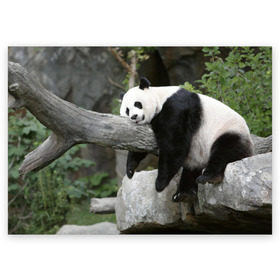 Поздравительная открытка с принтом Большая уставшая панда , 100% бумага | плотность бумаги 280 г/м2, матовая, на обратной стороне линовка и место для марки
 | бамбук | животное | медведь
