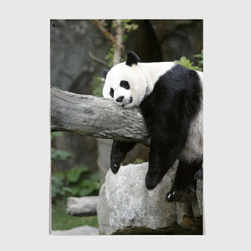 Постер с принтом Большая уставшая панда , 100% бумага
 | бумага, плотность 150 мг. Матовая, но за счет высокого коэффициента гладкости имеет небольшой блеск и дает на свету блики, но в отличии от глянцевой бумаги не покрыта лаком | бамбук | животное | медведь