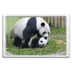 Магнит 45*70 с принтом Мамочка и сыночек панды , Пластик | Размер: 78*52 мм; Размер печати: 70*45 | бамбук | животное | медведь