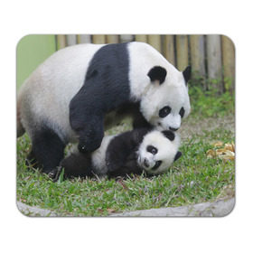 Коврик прямоугольный с принтом Мамочка и сыночек панды , натуральный каучук | размер 230 х 185 мм; запечатка лицевой стороны | бамбук | животное | медведь