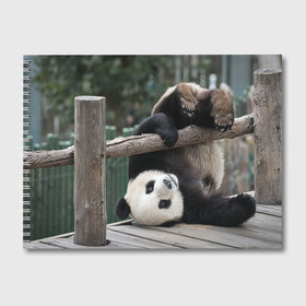 Альбом для рисования с принтом Паркур панда , 100% бумага
 | матовая бумага, плотность 200 мг. | Тематика изображения на принте: бамбук | животное | медведь