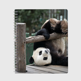 Тетрадь с принтом Паркур панда , 100% бумага | 48 листов, плотность листов — 60 г/м2, плотность картонной обложки — 250 г/м2. Листы скреплены сбоку удобной пружинной спиралью. Уголки страниц и обложки скругленные. Цвет линий — светло-серый
 | бамбук | животное | медведь