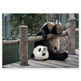 Поздравительная открытка с принтом Паркур панда , 100% бумага | плотность бумаги 280 г/м2, матовая, на обратной стороне линовка и место для марки
 | бамбук | животное | медведь