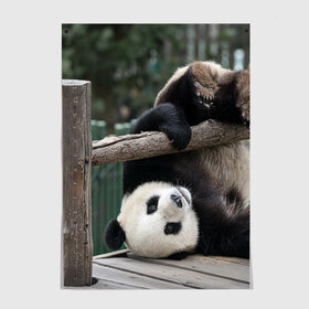 Постер с принтом Паркур панда , 100% бумага
 | бумага, плотность 150 мг. Матовая, но за счет высокого коэффициента гладкости имеет небольшой блеск и дает на свету блики, но в отличии от глянцевой бумаги не покрыта лаком | бамбук | животное | медведь
