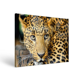 Холст прямоугольный с принтом Леопард , 100% ПВХ |  | властелин | глаз | грация | животные | зверь | кот | кошачий | кошки | крупный | леопард | лес | млекопитающее | природа | пятна | рыжий | усатый | усы | фауна | флора | хищник | хозяин | царь джунгли