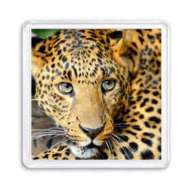 Магнит 55*55 с принтом Леопард , Пластик | Размер: 65*65 мм; Размер печати: 55*55 мм | властелин | глаз | грация | животные | зверь | кот | кошачий | кошки | крупный | леопард | лес | млекопитающее | природа | пятна | рыжий | усатый | усы | фауна | флора | хищник | хозяин | царь джунгли