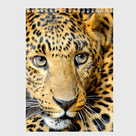 Скетчбук с принтом Леопард , 100% бумага
 | 48 листов, плотность листов — 100 г/м2, плотность картонной обложки — 250 г/м2. Листы скреплены сверху удобной пружинной спиралью | властелин | глаз | грация | животные | зверь | кот | кошачий | кошки | крупный | леопард | лес | млекопитающее | природа | пятна | рыжий | усатый | усы | фауна | флора | хищник | хозяин | царь джунгли
