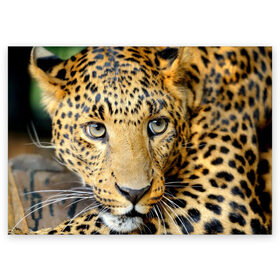 Поздравительная открытка с принтом Леопард , 100% бумага | плотность бумаги 280 г/м2, матовая, на обратной стороне линовка и место для марки
 | властелин | глаз | грация | животные | зверь | кот | кошачий | кошки | крупный | леопард | лес | млекопитающее | природа | пятна | рыжий | усатый | усы | фауна | флора | хищник | хозяин | царь джунгли