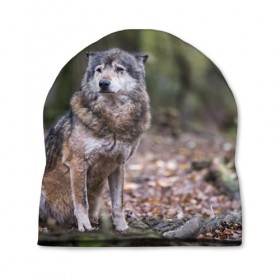 Шапка 3D с принтом Серый волк , 100% полиэстер | универсальный размер, печать по всей поверхности изделия | бирюк | волк | волчара | волчица | волчок | глаза | животное | животные | зверь | зеленые | койот | лес | млекопитающее | природа | санитар леса | серый | уши | фауна | хищник | черный | шакал
