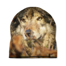Шапка 3D с принтом Волк , 100% полиэстер | универсальный размер, печать по всей поверхности изделия | бирюк | волк | волчара | волчица | волчок | глаза | животное | животные | зверь | зеленые | койот | лес | млекопитающее | природа | санитар леса | серый | уши | фауна | хищник | черный | шакал