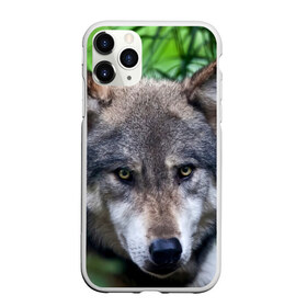 Чехол для iPhone 11 Pro Max матовый с принтом Хищник , Силикон |  | Тематика изображения на принте: аука | бирюк | волк | волчара | волчица | волчок | глаза | животное | животные | зверь | зеленые | койот | лес | млекопитающее | природа | санитар леса | серый | уши | фауна | хищник | черный | шакал