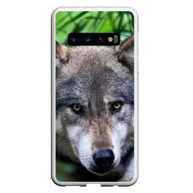 Чехол для Samsung Galaxy S10 с принтом Хищник , Силикон | Область печати: задняя сторона чехла, без боковых панелей | аука | бирюк | волк | волчара | волчица | волчок | глаза | животное | животные | зверь | зеленые | койот | лес | млекопитающее | природа | санитар леса | серый | уши | фауна | хищник | черный | шакал