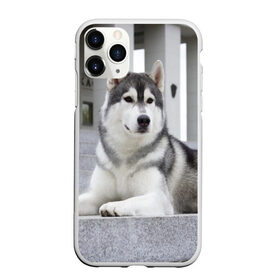 Чехол для iPhone 11 Pro матовый с принтом Волчья парода , Силикон |  | Тематика изображения на принте: аука | бирюк | волк | волчара | волчица | волчок | город | животное | животные | зверь | койот | лес | млекопитающее | парода | санитар леса | серый | собака | уши | фауна | хищник | черный | шакал