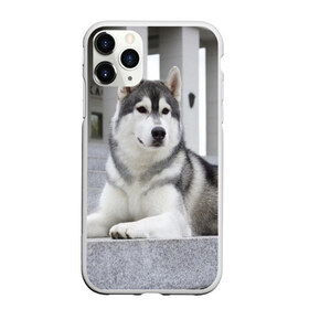 Чехол для iPhone 11 Pro Max матовый с принтом Волчья парода , Силикон |  | Тематика изображения на принте: аука | бирюк | волк | волчара | волчица | волчок | город | животное | животные | зверь | койот | лес | млекопитающее | парода | санитар леса | серый | собака | уши | фауна | хищник | черный | шакал