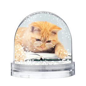 Снежный шар с принтом Кот ученый , Пластик | Изображение внутри шара печатается на глянцевой фотобумаге с двух сторон | грустный | добрый | животное | киса | киска | кот | котенок | котэ | кошка | красивый | лапа | лапка | ласковый | милый | очки | прикольный | рыжий | смешной | унылый | усатый | шерсть