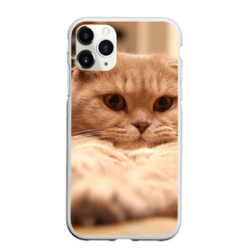 Чехол для iPhone 11 Pro матовый с принтом Вислоухий красавчик , Силикон |  | грустный | добрый | животное | киса | киска кися | кот | котенок | котэ | кошка | красивый | лапа | лапка | ласковый | милый | моська | мурлыка | прикольный | смешной | унылый | усатый | шерсть
