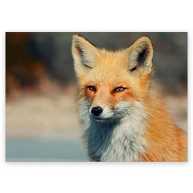 Поздравительная открытка с принтом Лисица , 100% бумага | плотность бумаги 280 г/м2, матовая, на обратной стороне линовка и место для марки
 | fox | животное | зверь | красивая | лес | лис | лиса | лисенок | лисица | лисичка | мех | патрикеевна | песец | плутовка | прикольная | природа | рыжая | рыжий цвет | сказка | хвост | хитрая | хищник