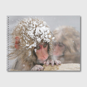 Альбом для рисования с принтом Обезьянка и зима , 100% бумага
 | матовая бумага, плотность 200 мг. | Тематика изображения на принте: бабуин | гамадрил | гиббон | горилла | гуманоид | дарвин | животное | зоопарк | кинг конг | мартышка | маугли | обезьяна | орангутанг | предок | примат | рожа | хомо сапиенс | шимпанзе