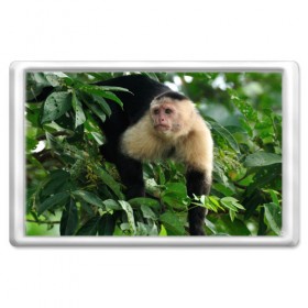 Магнит 45*70 с принтом Обезьянка в джунглях , Пластик | Размер: 78*52 мм; Размер печати: 70*45 | Тематика изображения на принте: бабуин | гамадрил | гиббон | горилла | гуманоид | дарвин | животное | зоопарк | кинг конг | мартышка | маугли | обезьяна | орангутанг | предок | примат | рожа | хомо сапиенс | шимпанзе