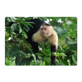 Магнитный плакат 3Х2 с принтом Обезьянка в джунглях , Полимерный материал с магнитным слоем | 6 деталей размером 9*9 см | бабуин | гамадрил | гиббон | горилла | гуманоид | дарвин | животное | зоопарк | кинг конг | мартышка | маугли | обезьяна | орангутанг | предок | примат | рожа | хомо сапиенс | шимпанзе
