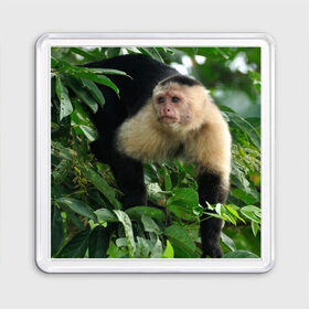 Магнит 55*55 с принтом Обезьянка в джунглях , Пластик | Размер: 65*65 мм; Размер печати: 55*55 мм | бабуин | гамадрил | гиббон | горилла | гуманоид | дарвин | животное | зоопарк | кинг конг | мартышка | маугли | обезьяна | орангутанг | предок | примат | рожа | хомо сапиенс | шимпанзе