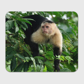 Коврик прямоугольный с принтом Обезьянка в джунглях , натуральный каучук | размер 230 х 185 мм; запечатка лицевой стороны | бабуин | гамадрил | гиббон | горилла | гуманоид | дарвин | животное | зоопарк | кинг конг | мартышка | маугли | обезьяна | орангутанг | предок | примат | рожа | хомо сапиенс | шимпанзе