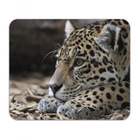 Коврик прямоугольный с принтом Леопард , натуральный каучук | размер 230 х 185 мм; запечатка лицевой стороны | властелин | грация | животные | зверь | кот | кошачий | кошки | крупный | леопард | лес | милый | млекопитающее | природа | пятна | рыжий | усатый | усы | фауна | флора | хищник | хозяин | царь джунгли