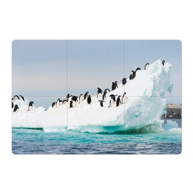 Магнитный плакат 3Х2 с принтом Пингвины на айсберге , Полимерный материал с магнитным слоем | 6 деталей размером 9*9 см | айсберг | антарктида | антарктика | арктика | буревестник | глупый | императорский | клюв | королевский | крылья | ласты | лёд | линукс | океан | пилигрим | полюс | птица | север | снег | умка | фрак