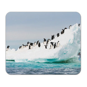 Коврик прямоугольный с принтом Пингвины на айсберге , натуральный каучук | размер 230 х 185 мм; запечатка лицевой стороны | айсберг | антарктида | антарктика | арктика | буревестник | глупый | императорский | клюв | королевский | крылья | ласты | лёд | линукс | океан | пилигрим | полюс | птица | север | снег | умка | фрак
