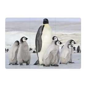 Магнитный плакат 3Х2 с принтом Пингвин и пингвинята , Полимерный материал с магнитным слоем | 6 деталей размером 9*9 см | айсберг | антарктида | антарктика | арктика | буревестник | глупый | императорский | клюв | королевский | крылья | ласты | лёд | линукс | океан | пилигрим | полюс | птица | север | снег | умка | фрак