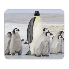 Коврик прямоугольный с принтом Пингвин и пингвинята , натуральный каучук | размер 230 х 185 мм; запечатка лицевой стороны | айсберг | антарктида | антарктика | арктика | буревестник | глупый | императорский | клюв | королевский | крылья | ласты | лёд | линукс | океан | пилигрим | полюс | птица | север | снег | умка | фрак
