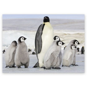 Поздравительная открытка с принтом Пингвин и пингвинята , 100% бумага | плотность бумаги 280 г/м2, матовая, на обратной стороне линовка и место для марки
 | айсберг | антарктида | антарктика | арктика | буревестник | глупый | императорский | клюв | королевский | крылья | ласты | лёд | линукс | океан | пилигрим | полюс | птица | север | снег | умка | фрак