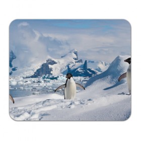 Коврик прямоугольный с принтом Пингвин в горах , натуральный каучук | размер 230 х 185 мм; запечатка лицевой стороны | Тематика изображения на принте: айсберг | антарктида | антарктика | арктика | буревестник | глупый | императорский | клюв | королевский | крылья | ласты | лёд | линукс | океан | пилигрим | полюс | птица | север | снег | умка | фрак