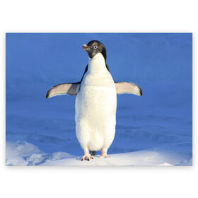 Поздравительная открытка с принтом Пингвин , 100% бумага | плотность бумаги 280 г/м2, матовая, на обратной стороне линовка и место для марки
 | айсберг | антарктида | антарктика | арктика | буревестник | глупый | императорский | клюв | королевский | крылья | ласты | лёд | линукс | океан | пилигрим | полюс | птица | север | снег | умка | фрак