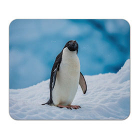 Коврик прямоугольный с принтом Пингвин на айсберге , натуральный каучук | размер 230 х 185 мм; запечатка лицевой стороны | айсберг | антарктида | антарктика | арктика | буревестник | глупый | императорский | клюв | королевский | крылья | ласты | лёд | линукс | океан | пилигрим | полюс | птица | север | снег | умка | фрак